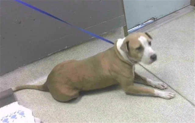 A senior large-sized female Pit Bull Terrier dog named Jewel for adoption in Tallahassee, FL
