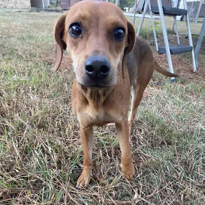 An adult small-sized female Brown / Chocolate Chihuahua dog named Dolly for adoption in Wadena, MN