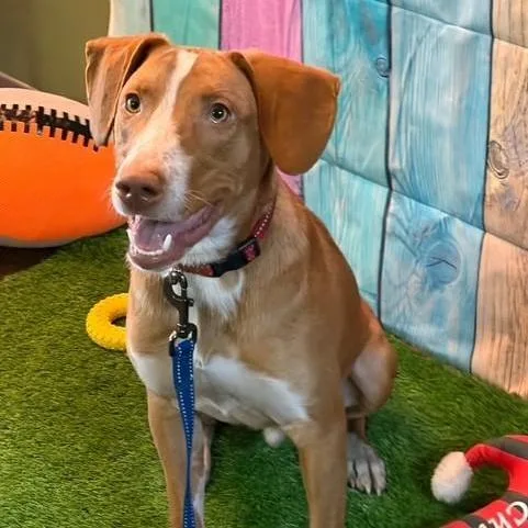 A baby medium-sized male Red / Chestnut / Orange Hound dog named Winston for adoption in Williston, VT