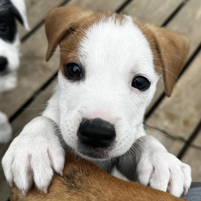 A baby small-sized female White / Cream Mixed Breed dog named Jersey for adoption in Grinnell, IA