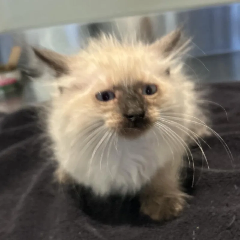 IVHSStray