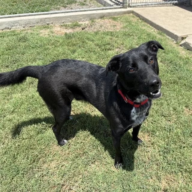 A young large-sized male Labrador Retriever dog named Jasper for adoption in Wylie, TX