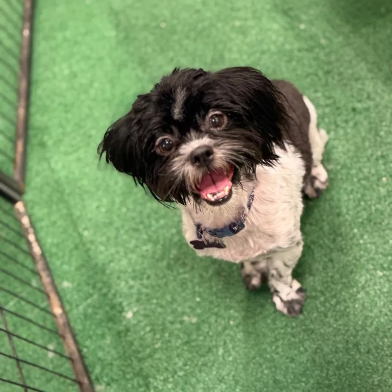 A young small-sized female White / Cream Shih Tzu dog named Tilly for adoption in Phoenix, AZ