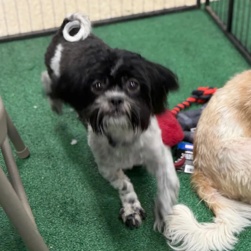 Tilly thumbnail 2