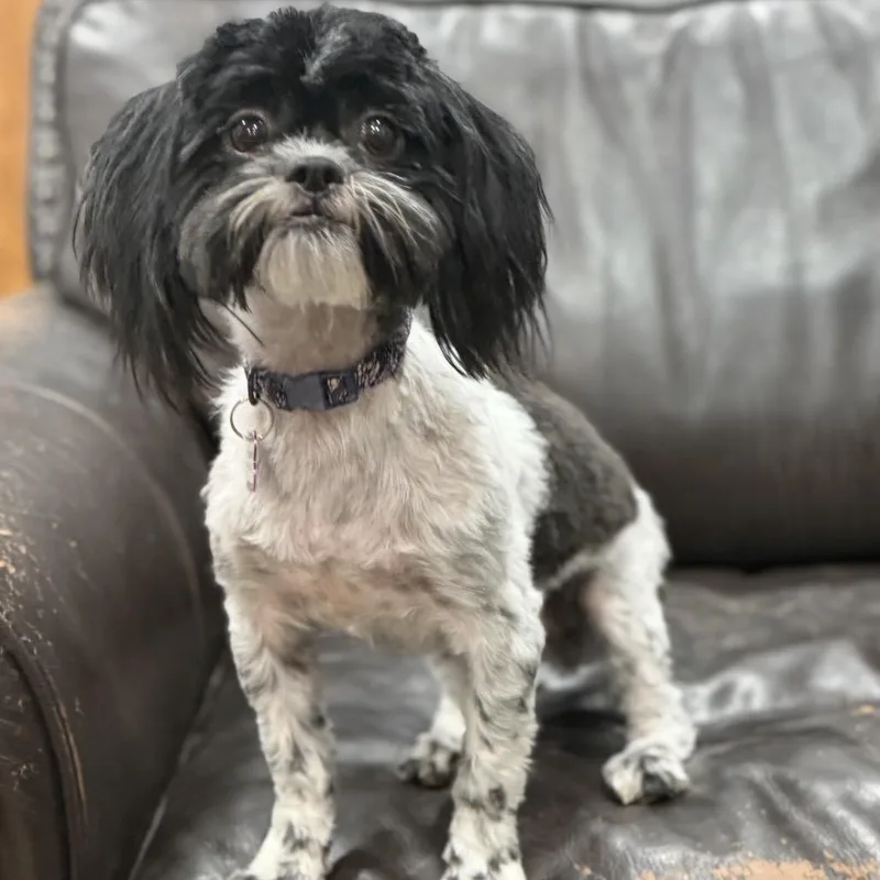 Tilly thumbnail 5