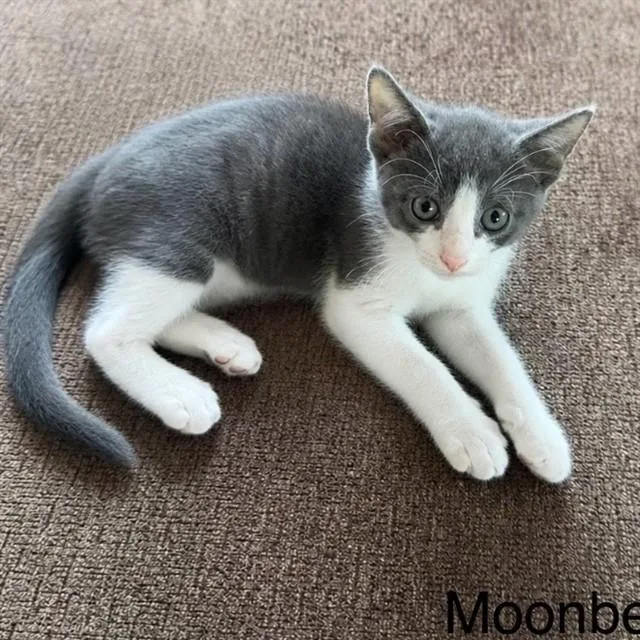 A baby small-sized male Domestic Short Hair cat named Moonbeam for adoption in Auburn, CA