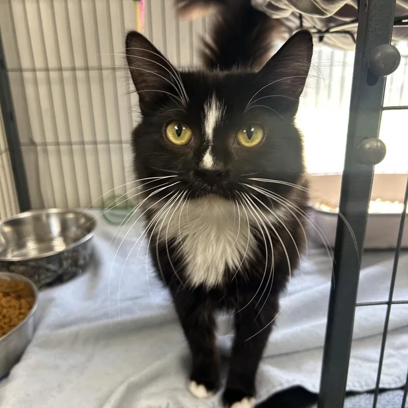 A young medium-sized female Black Domestic Long Hair cat named Madame for adoption in Birmingham, AL