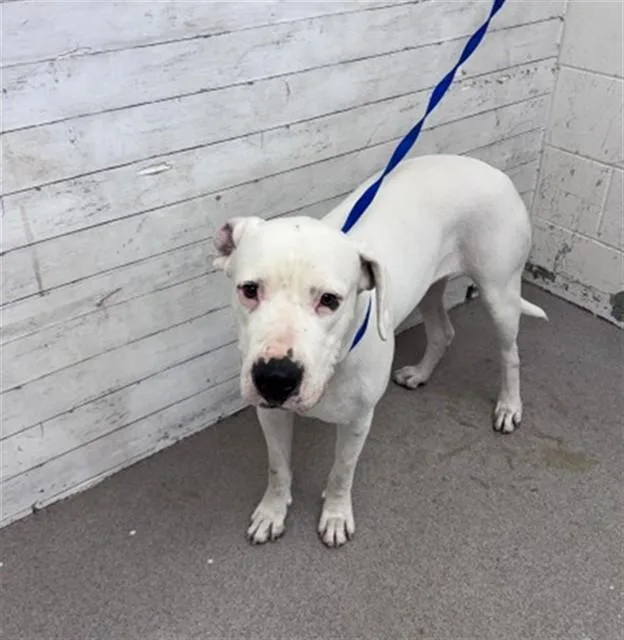 A young large-sized female Pit Bull Terrier dog named Marshmellow for adoption in San Bernardino, CA