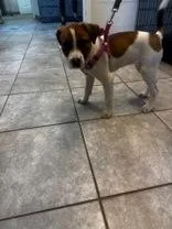 A baby small-sized female Beagle dog named Millie for adoption in Clayton, GA