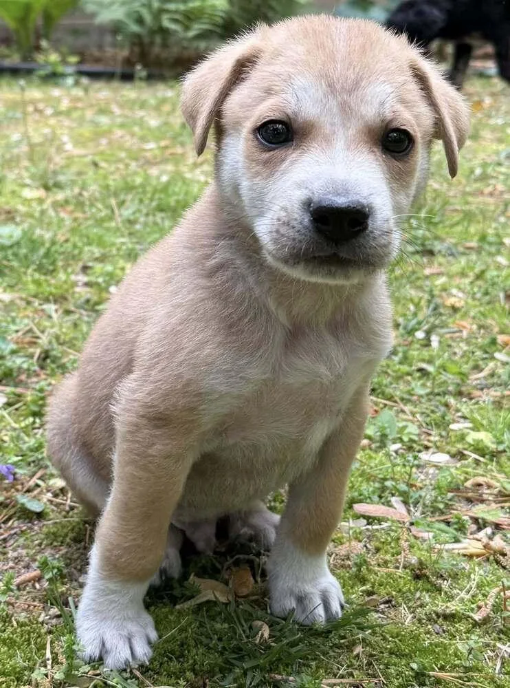A baby small-sized male Great Pyrenees dog named Malarkey for adoption in Milton, DE