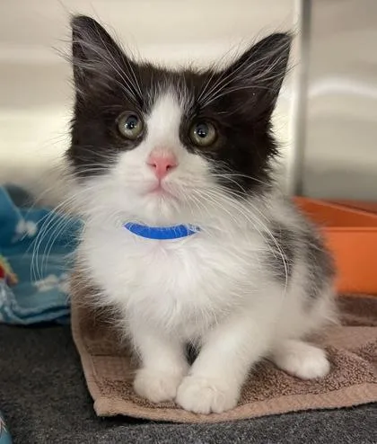 Oreo