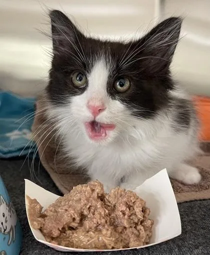 Oreo thumbnail 2