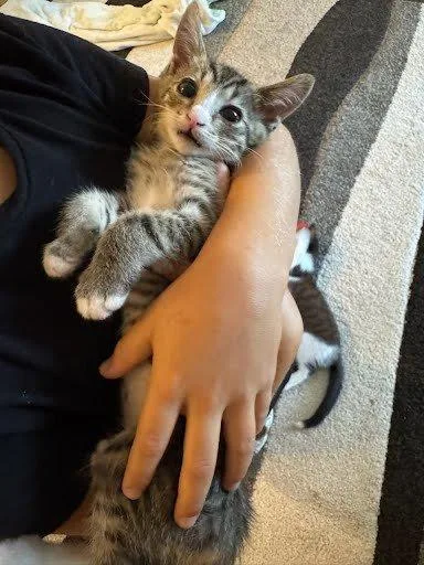 Bowie