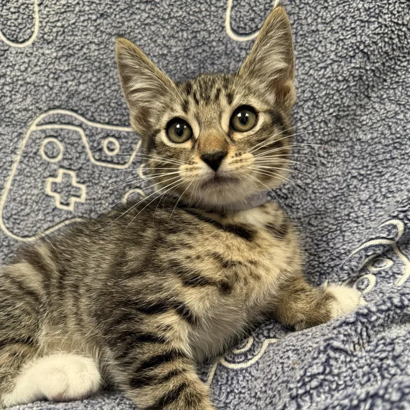 A baby small-sized male Black Domestic Short Hair cat named Harry for adoption in Hawthorne, CA
