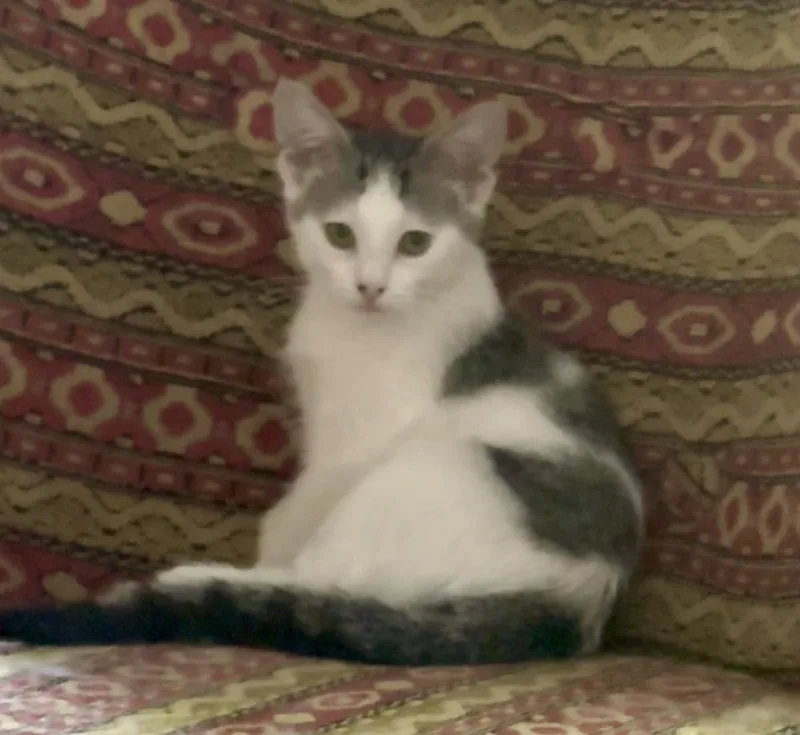 A baby small-sized male White Domestic Short Hair cat named Love's for adoption in Mishawaka, IN