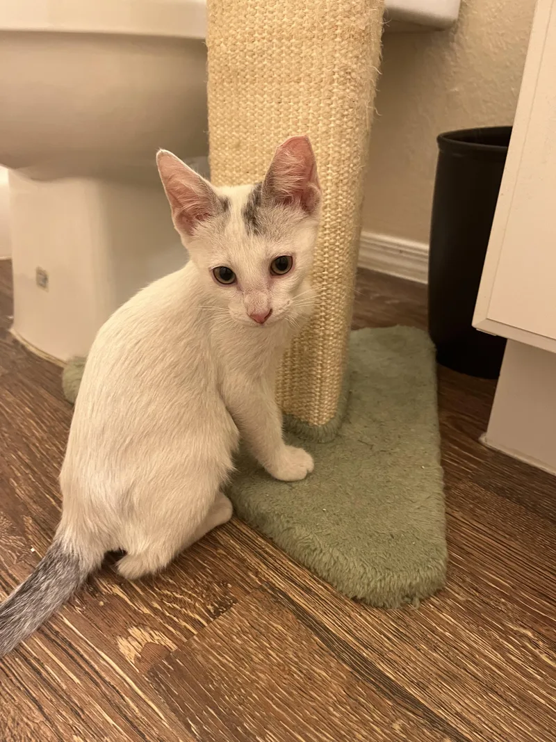 A young small-sized male White Domestic Short Hair cat named Flurry for adoption in Glendale, AZ