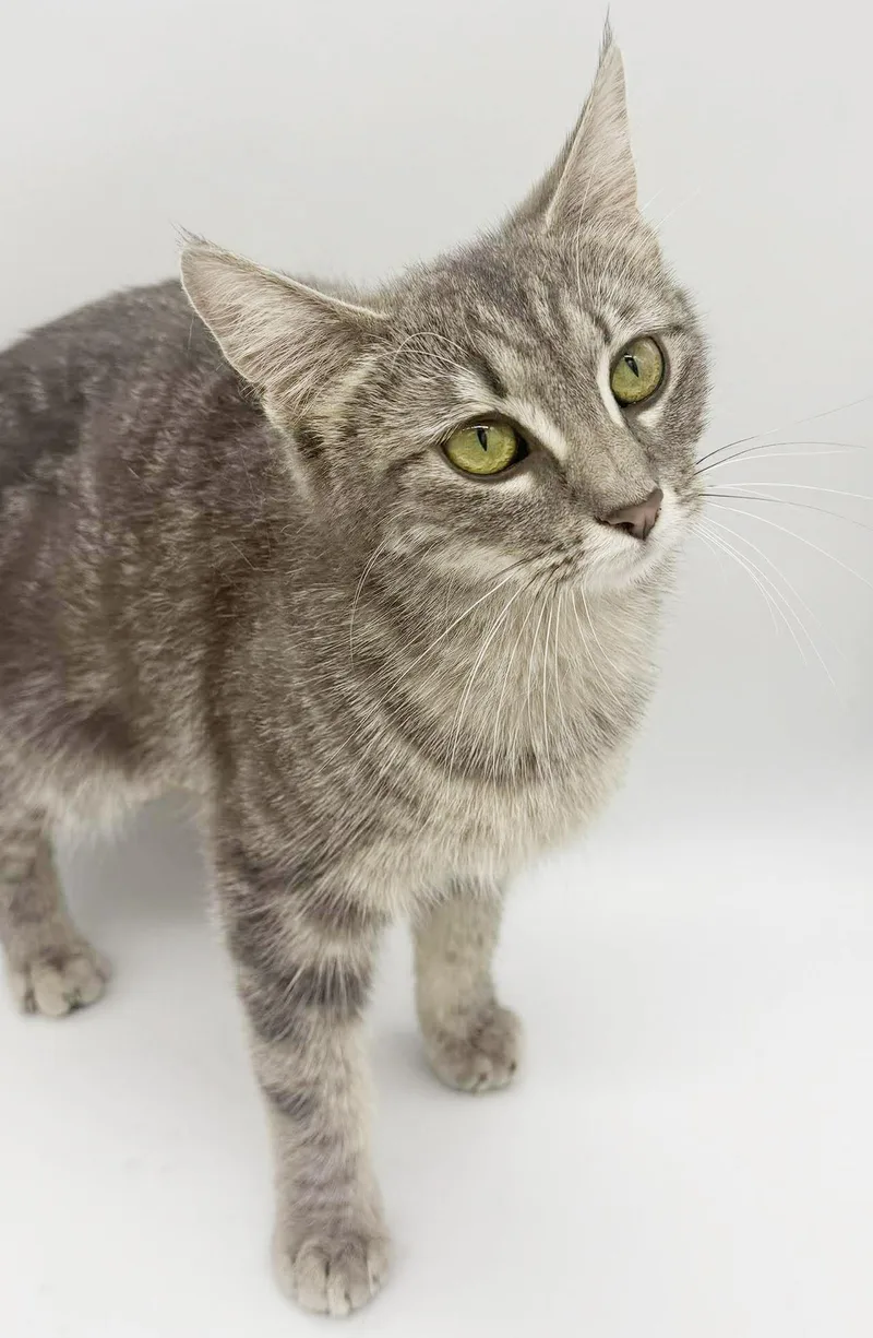 A young small-sized female Gray / Blue / Silver Silver cat named Rose Is So Darn for adoption in Bedford Hills, NY