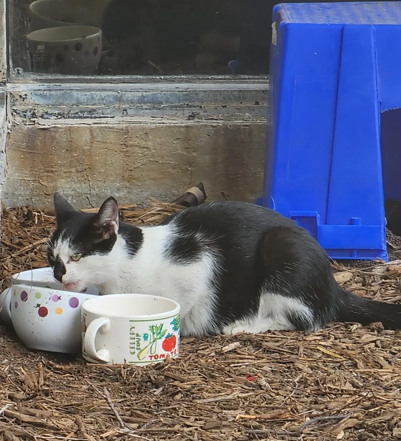 A young small-sized female Buff & White Domestic Short Hair cat named Necia for adoption in Houston, TX