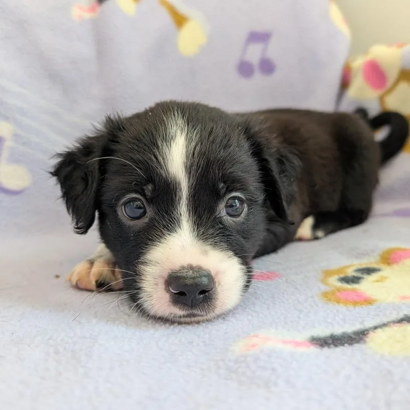 A baby medium-sized female Yellow / Tan / Blond / Fawn Dachshund dog named Cadence for adoption in Huntsville, AL