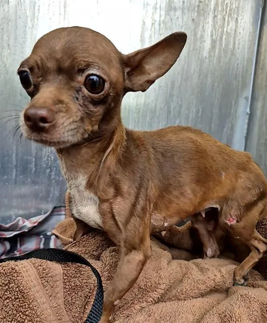 An adult small-sized female Chihuahua dog named Mocha for adoption in San Antonio, TX