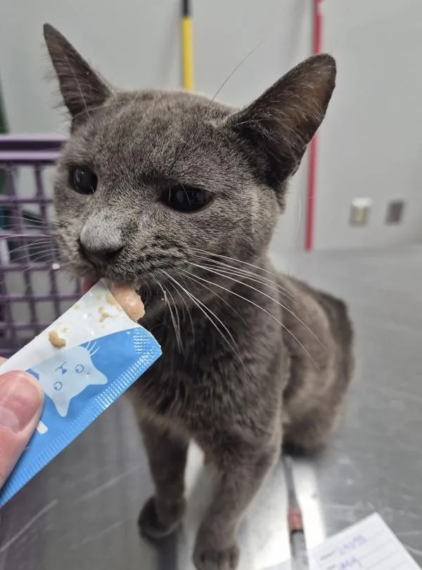 A baby small-sized male Domestic Short Hair cat named If for adoption in Lawrenceville, GA