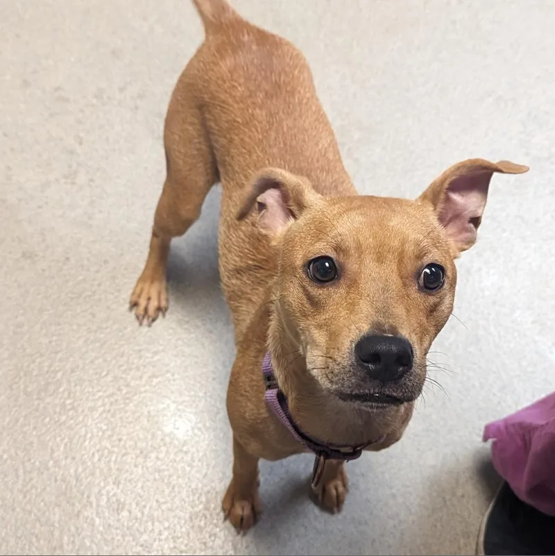 An adult medium-sized female Yellow / Tan / Blond / Fawn Mixed Breed dog named Halsey for adoption in Fredericksburg, VA