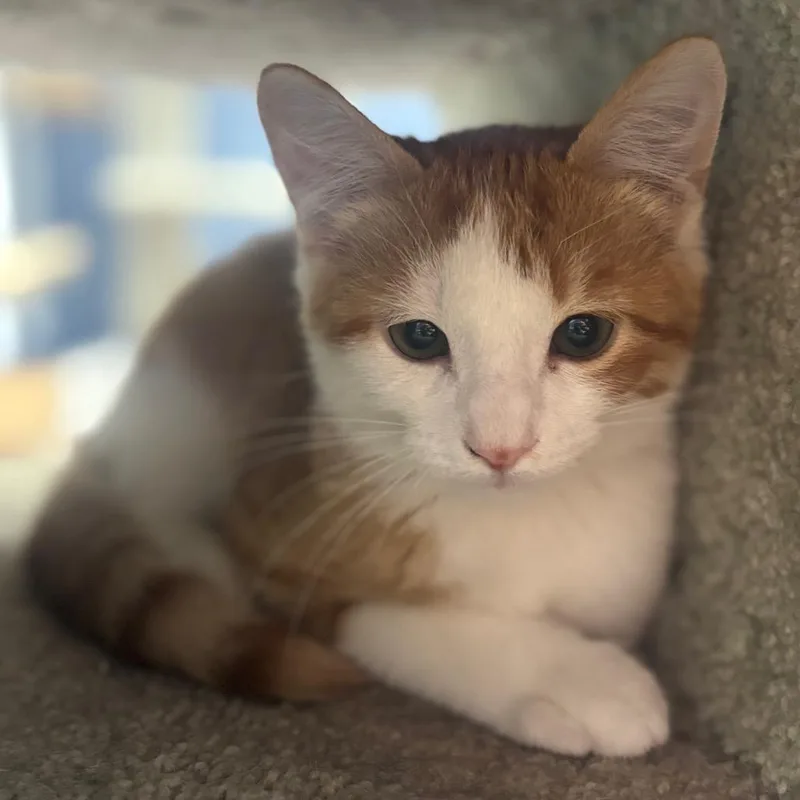 A baby small-sized male Orange / Red Domestic Short Hair cat named Simba for adoption in Marshalltown, IA