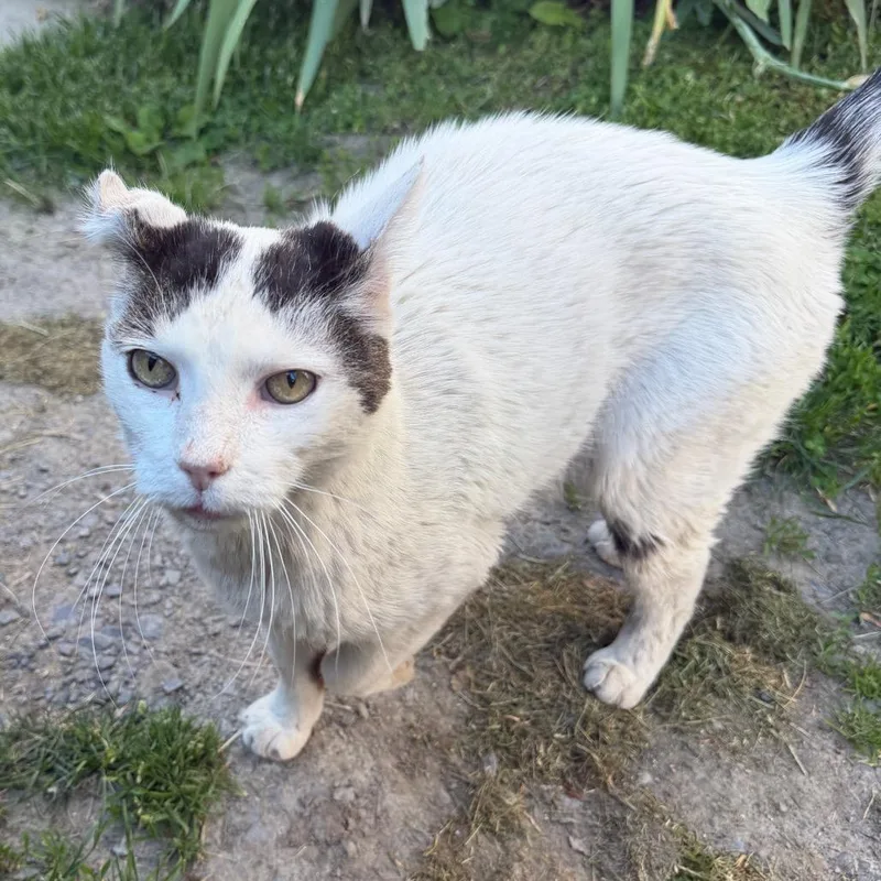 A senior large-sized male Brown / Chocolate Domestic Short Hair cat named Bob for adoption in East Smithfield , PA