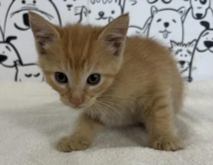 A baby small-sized female Domestic Short Hair cat named Juliette for adoption in San Pedro, CA