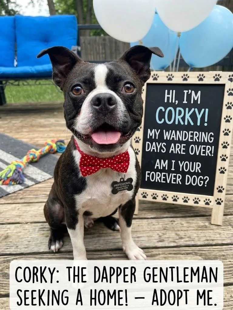 Corky thumbnail 4