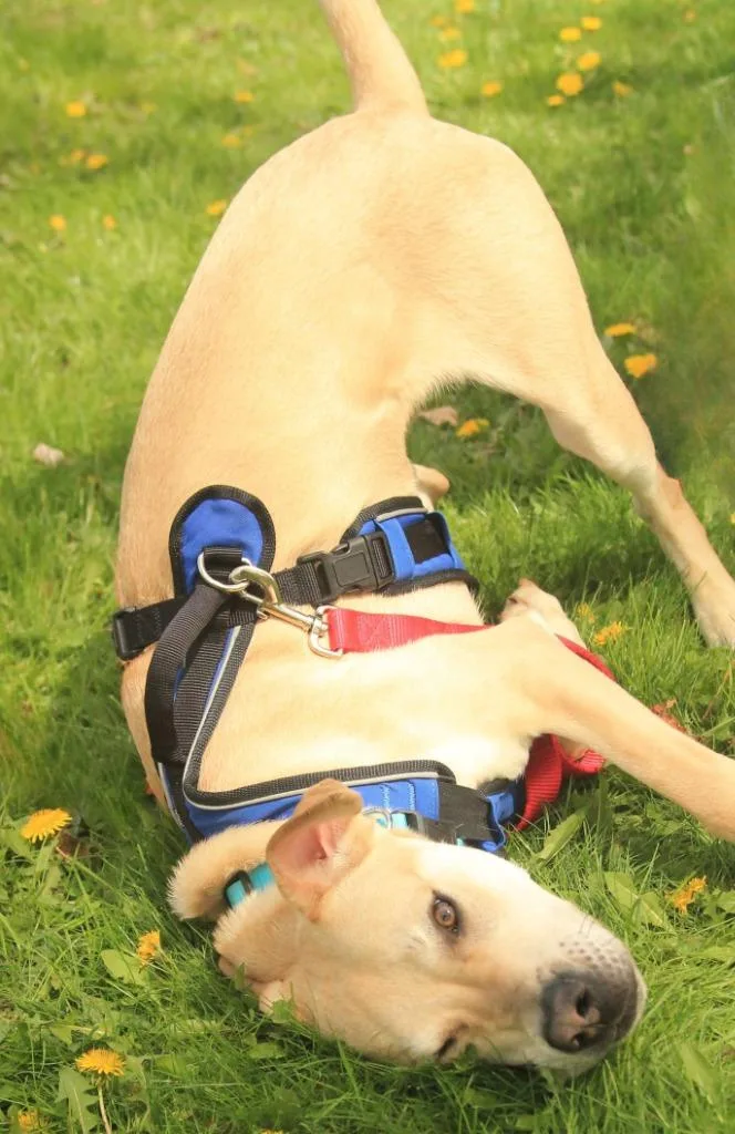 A baby medium-sized male Labrador Retriever dog named Zippity for adoption in Utica, MI