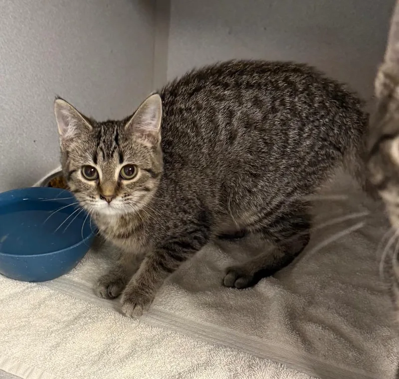 A baby small-sized female Domestic Short Hair cat named Autumn for adoption in Greencastle, IN