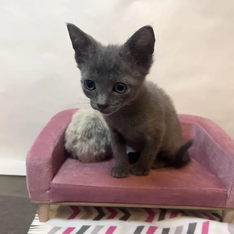 Mocha And Mini Muffin