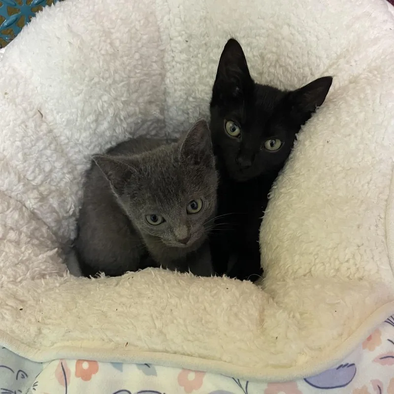 Mocha And Mini Muffin thumbnail 5