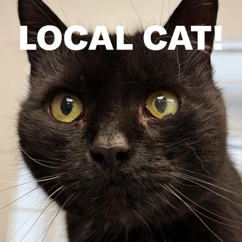 An adult medium-sized female Black Domestic Short Hair cat named Local Cat: Lady Liberty for adoption in Clayville, RI