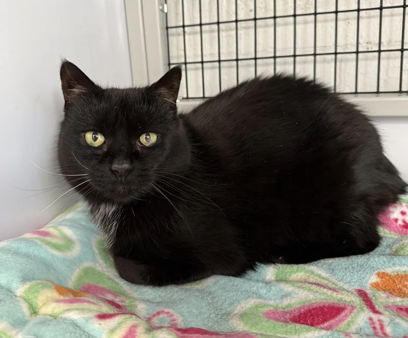 Local Cat: Lady Liberty thumbnail 3