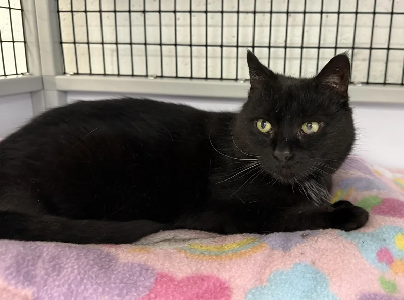 Local Cat: Lady Liberty thumbnail 4