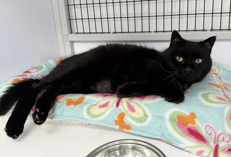 Local Cat: Lady Liberty thumbnail 5