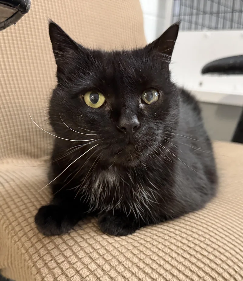 Local Cat: Lady Liberty thumbnail 6