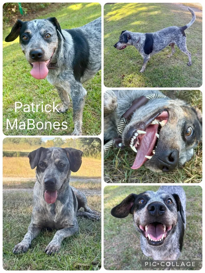 A young medium-sized male Gray / Blue / Silver Australian Cattle Dog / Blue Heeler dog named Patrick MaBones for adoption in Enterprise, AL