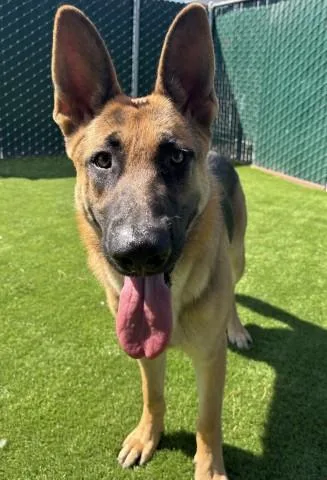 An adult large-sized male German Shepherd Dog dog named Banks for adoption in San Bernardino, CA