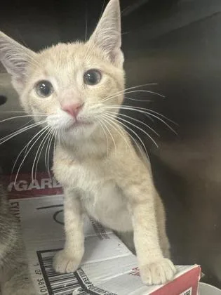 A baby small-sized female Domestic Short Hair cat named Magnolia for adoption in Honolulu, HI