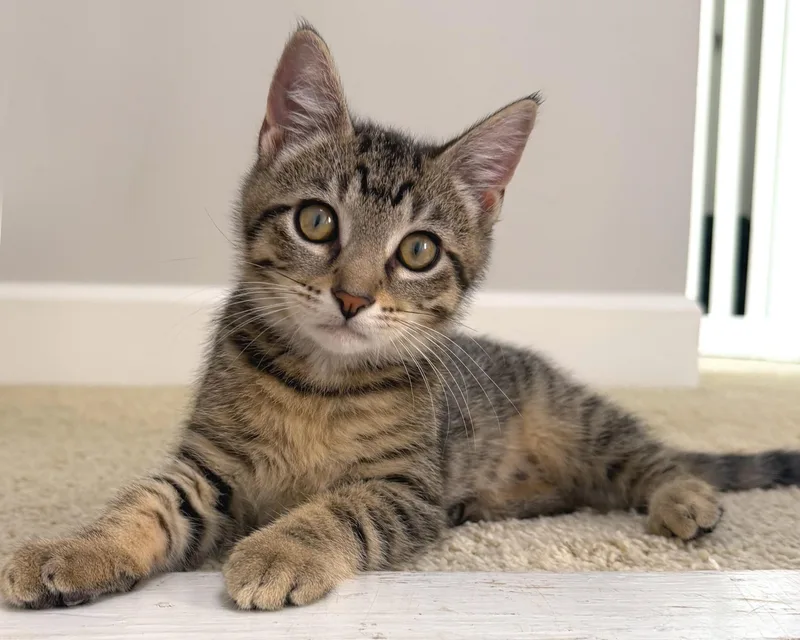 A baby small-sized male Tabby (Buff / Tan / Fawn) Tabby cat named Tigger for adoption in Hilton Head Island, SC