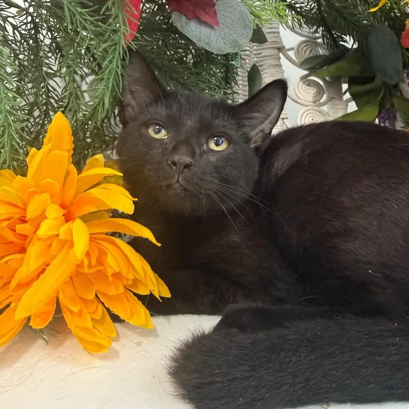 A baby small-sized male Black Domestic Short Hair cat named Sharknado Ridge for adoption in Eaton Rapids, MI