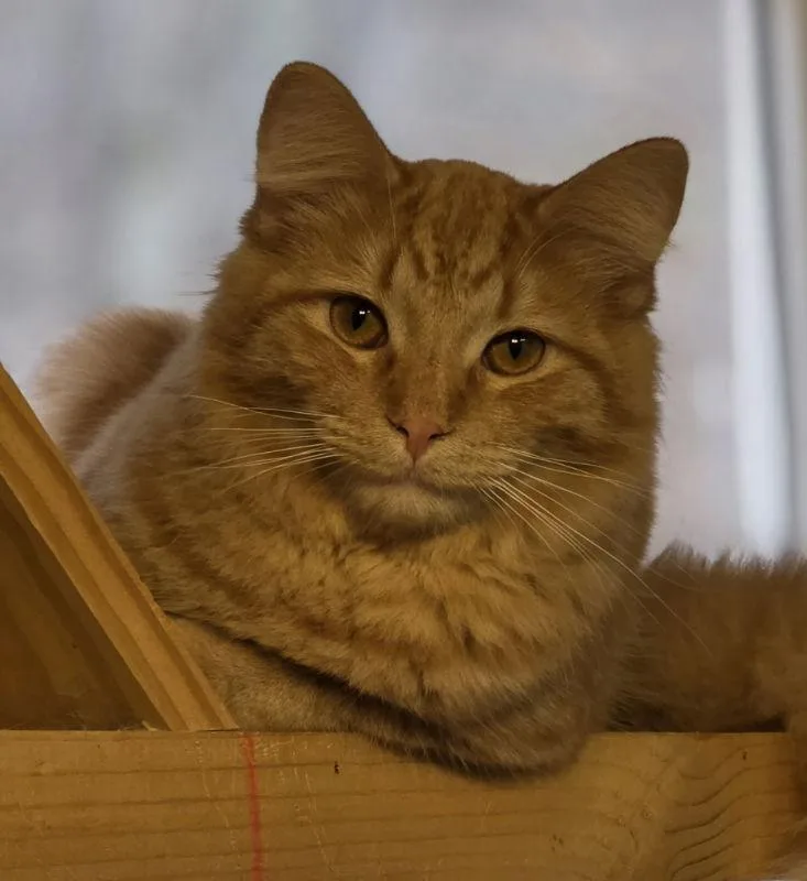 Cornelius thumbnail 2