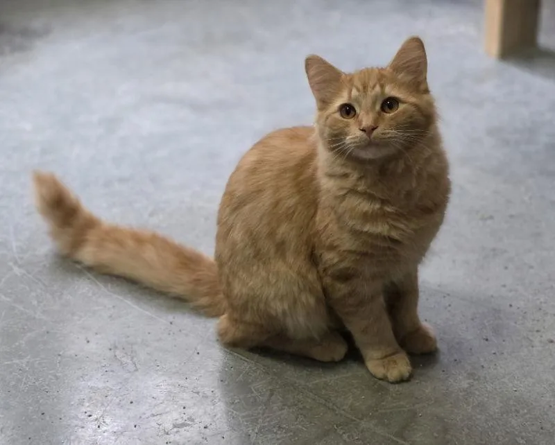 Cornelius thumbnail 3