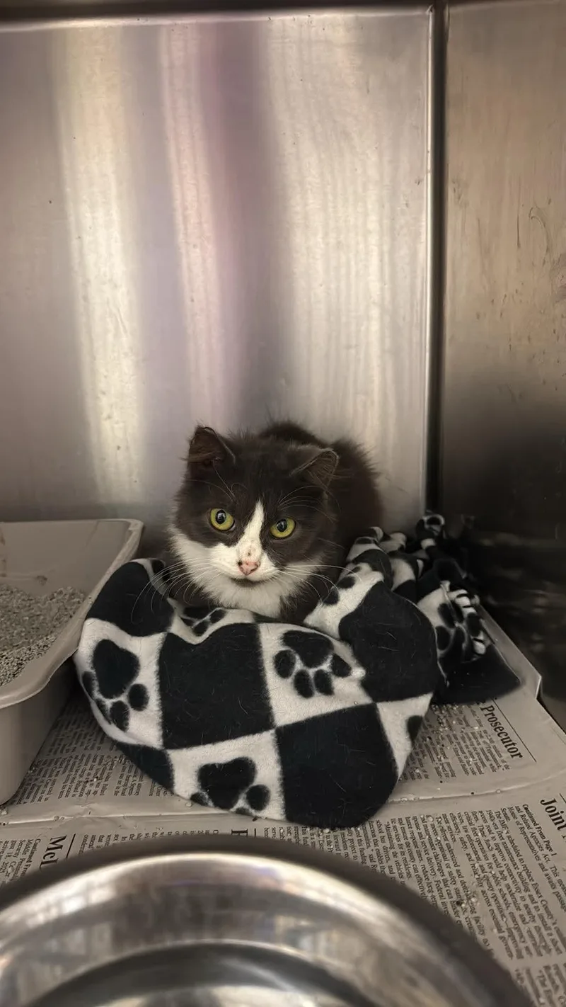 An adult medium-sized female Domestic Short Hair cat named Macy for adoption in Tappahannock, VA