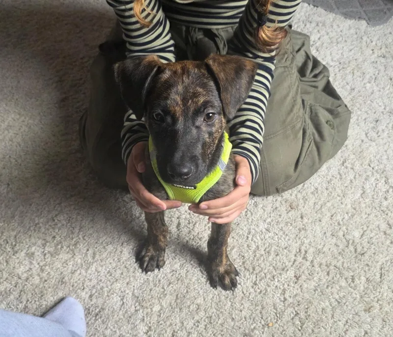Bentley thumbnail 3