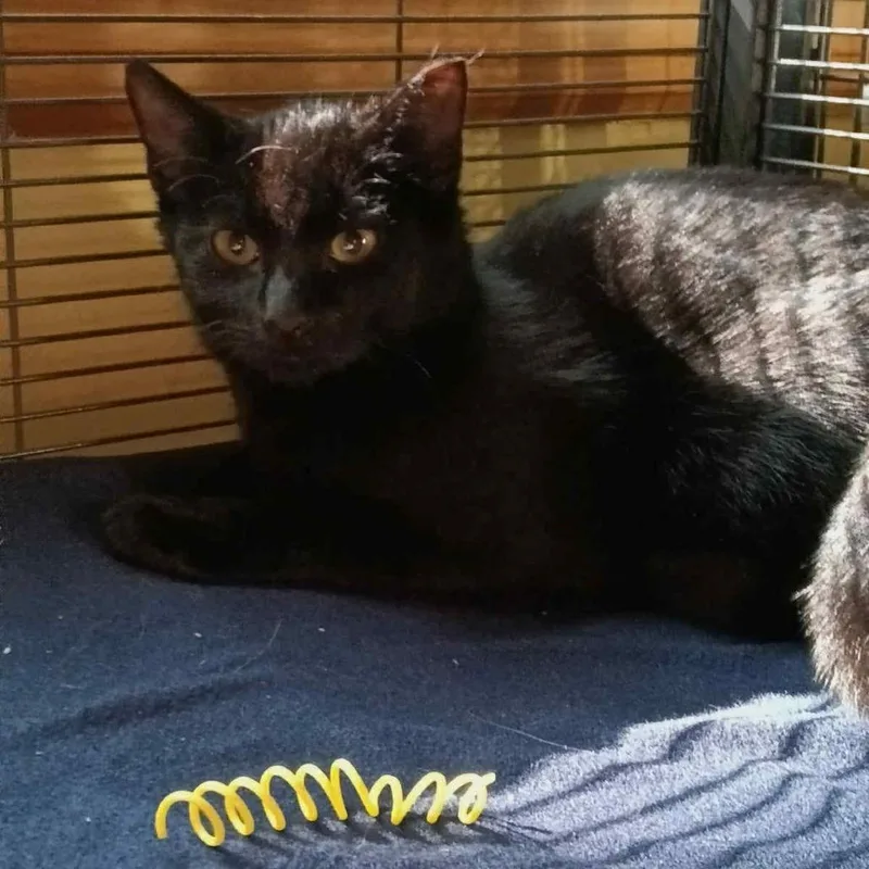 Twilight thumbnail 2