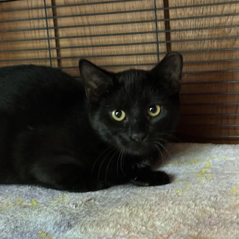 Twilight thumbnail 3